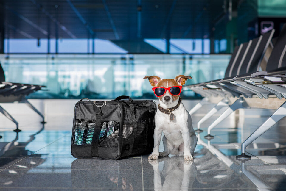 Pet Travel gear